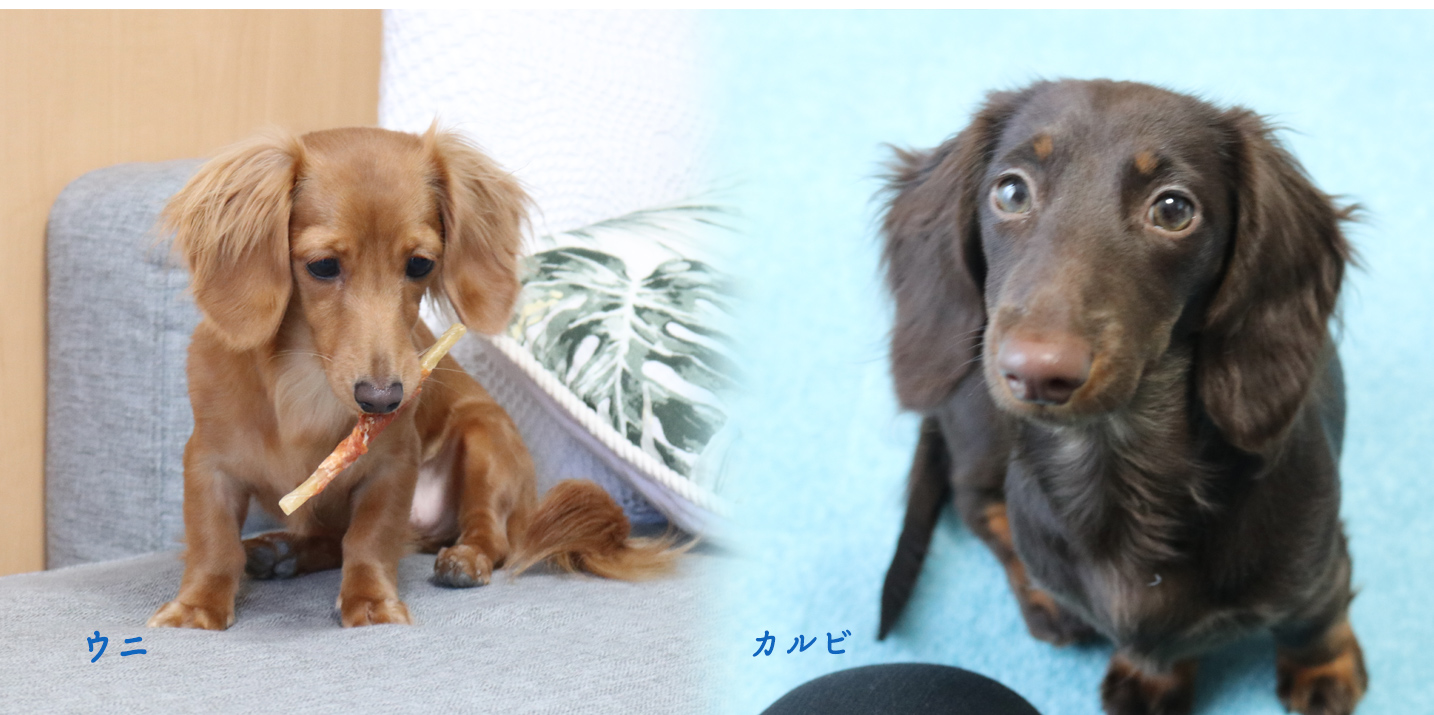 児玉碧衣選手の愛犬ウニとカルビ